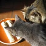 The Lefse Eating Cats! 21 Img_46811