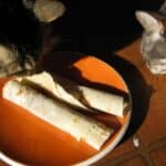 The Lefse Eating Cats! 20 Img_4687
